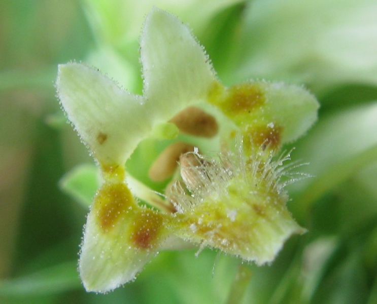Digitalis micrantha (=Lutea  subsp.australis)